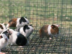 -中国香山·寿香谷