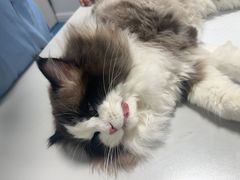 -东日国际动物医院·CT·心脏专科(桃源分院)