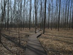 -合肥滨湖国家森林公园