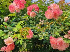 -人民公园(罗湖区)