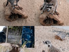 -海合安武汉极地海洋公园