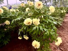 -洛阳市隋唐城遗址植物园