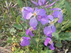 -苏家坨柳林村二月兰花海