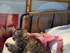 -Echo回声黑胶唱片咖啡馆