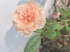 -拾壹cafe·工作室