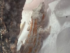 -酷以爬仙阁实体爬宠店·守宫·蜥蜴·专业繁育