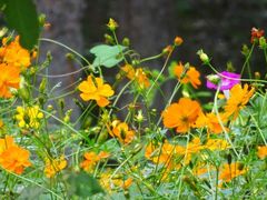 -北京西山国家森林公园