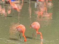 -芽庄珍珠岛游乐园