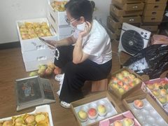 -南汇新场正宗水蜜桃采摘