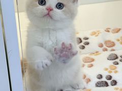 -小猫来了·猫咪专售(红山六九七九店)