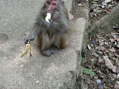 -黔灵山公园