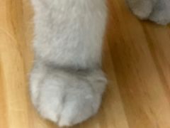 -李小姐の猫咖啡馆(五角场店)