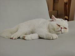 -More Fun猫咖 二十只万元加菲主题