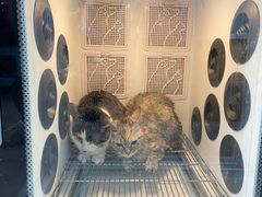 -叮叮猫咪生活馆