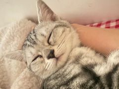 -lincat·猫舍(广州店)