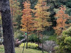 -云溪植物园