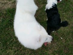 -芭比堂动物医院·犬猫全科·异宠专科(雁塔分院)
