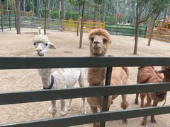 -合肥滨湖国家森林公园