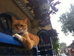 iphone_upload_pic-Sirena海妖日咖夜酒