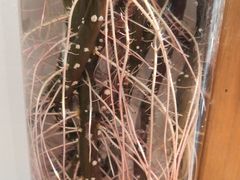 -COTTON CAFE(德信·中外公寓店)