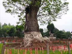 -中国唐苑