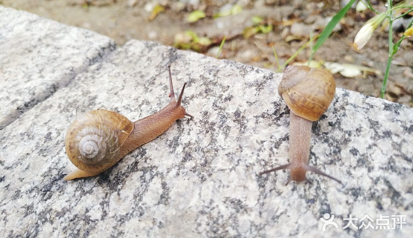 仔细观察还挺可爱的 感觉威海一下雨