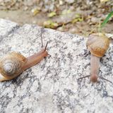 仔细观察还挺可爱的 感觉威海一下雨