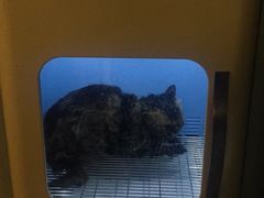 -十年猫舍·猫咪专门店(普陀店)