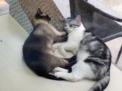 -老吴的猫·猫舍(新区店)