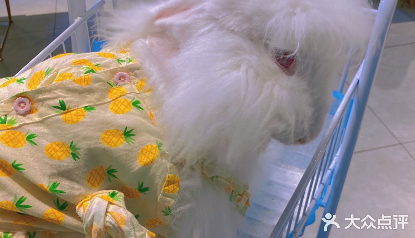 广州新店｜一起去撸可可爱爱的安哥拉巨兔吧🐰