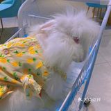 广州新店｜一起去撸可可爱爱的安哥拉巨兔吧🐰