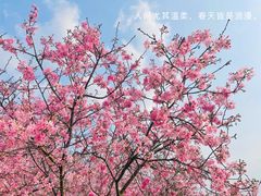 -天适樱花悠乐园