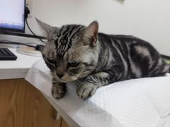 -中农大我爱我爱动物医院·核磁CT·猫病·24小时夜诊中心(石佛营店)