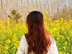 -合肥滨湖国家森林公园