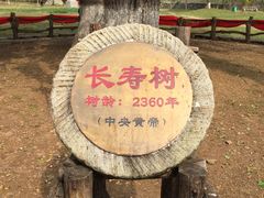 -千年银杏谷文化旅游区