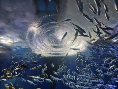 -海合安武汉极地海洋公园