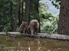 -黔灵山公园