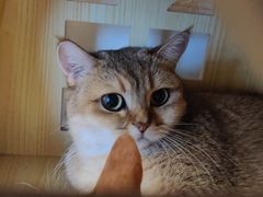 -喵屿·大理花园猫咖