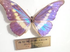 -上海昆虫博物馆