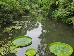 -上海滨江森林公园