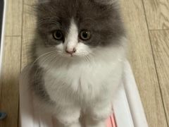 -欣宠猫屋·矮脚拿破仑·蓝金金渐层