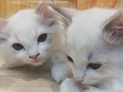 -屋虎猫馆(宝安大仟里店)