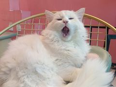 -藏猫猫咖啡主题馆(中央大道店)