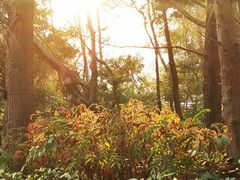 -深圳国际园林花卉博览园