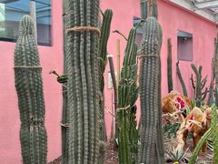 -正佳雨林生态植物园