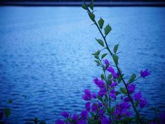 -五缘湾湿地公园