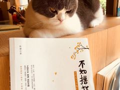 -CAT’S MEWSTAR CAFE·喵星球猫屋(晴湾咖啡店)