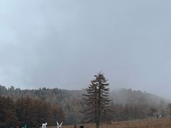-芦芽山旅游度假区