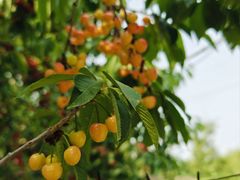 -香木香羊(小汤山店)
