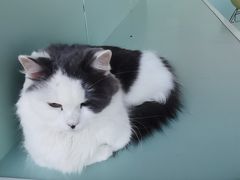 -怪兽屋·羊驼·猫咖·狗咖(俊华广场店)